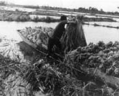 芦沼の農作業様子