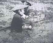 芦沼の農作業様子