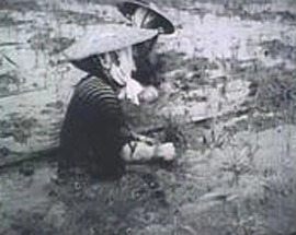 腰まで浸かりながら田植えをするかつての亀田郷の様子